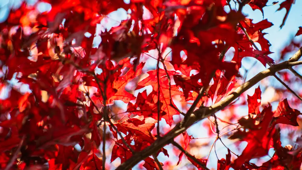 mountain wilderness camping in Franklin NC